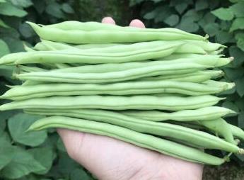 <b>新鲜秋季四季豆贵州地区2024年10月18日最新价格信息及行情走势</b>