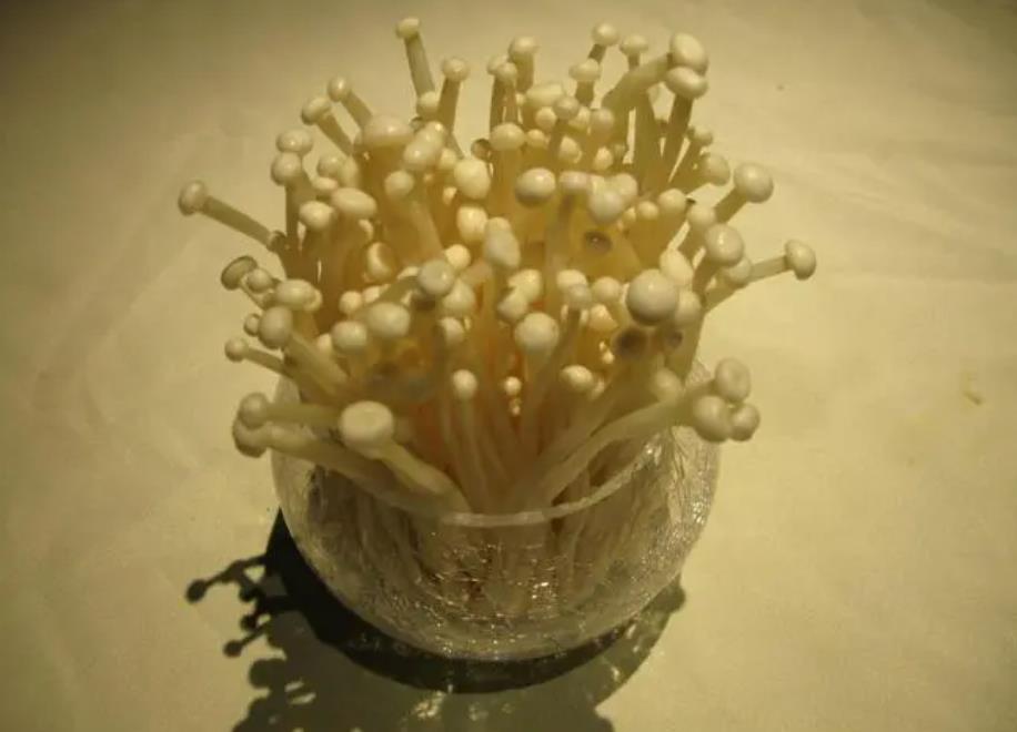金针菇切掉的根部能再次生长出新的金针菇吗?