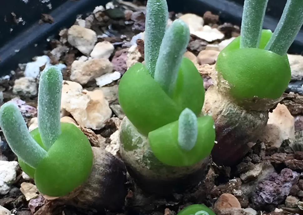 枝干兔子多肉和碧光环有哪些区别?