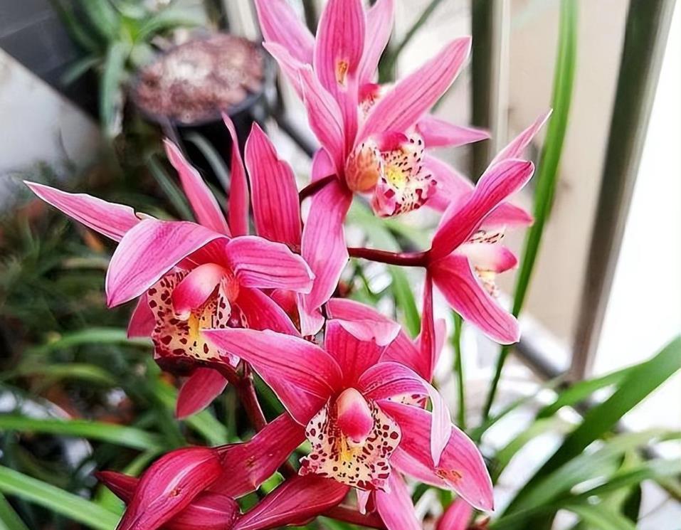 红香妃兰花好养吗,有什么特点?