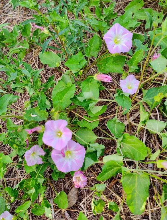 打碗花是什么花卉植物,可以养殖吗?