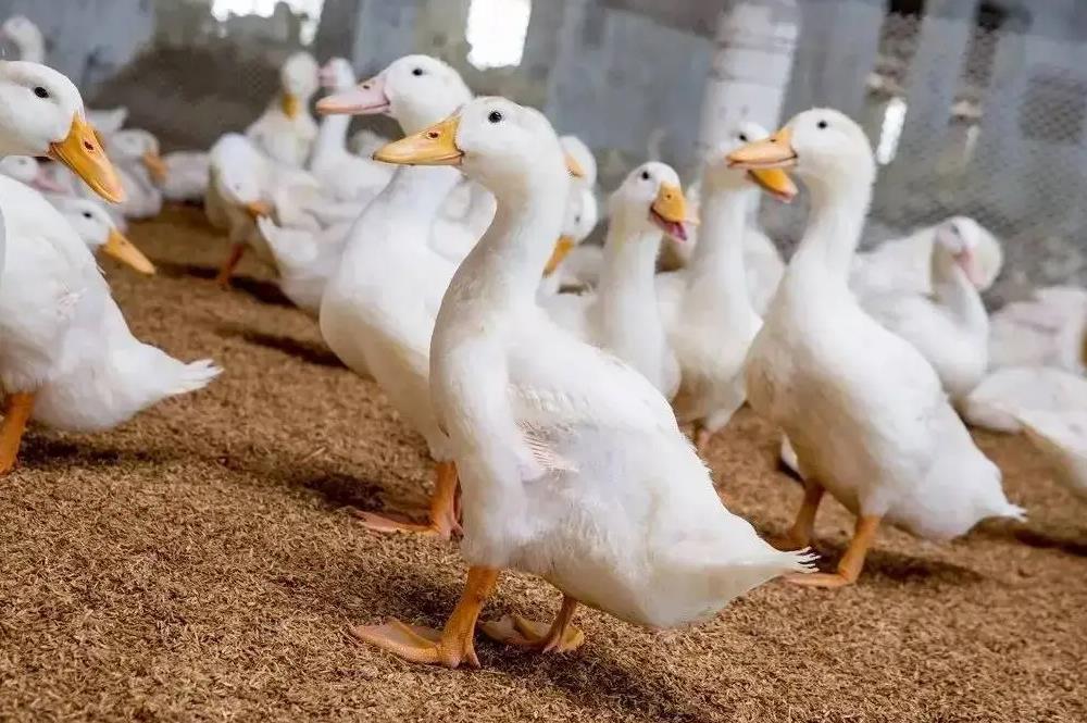 肉鸭怎么养殖管理肉质紧致肥膘少?