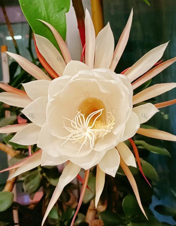 昙花每年都开花吗?揭秘其开花习性与养护秘诀