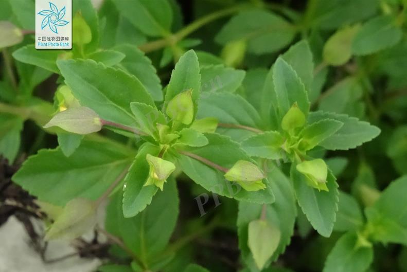 黄花假马齿是什么植物?