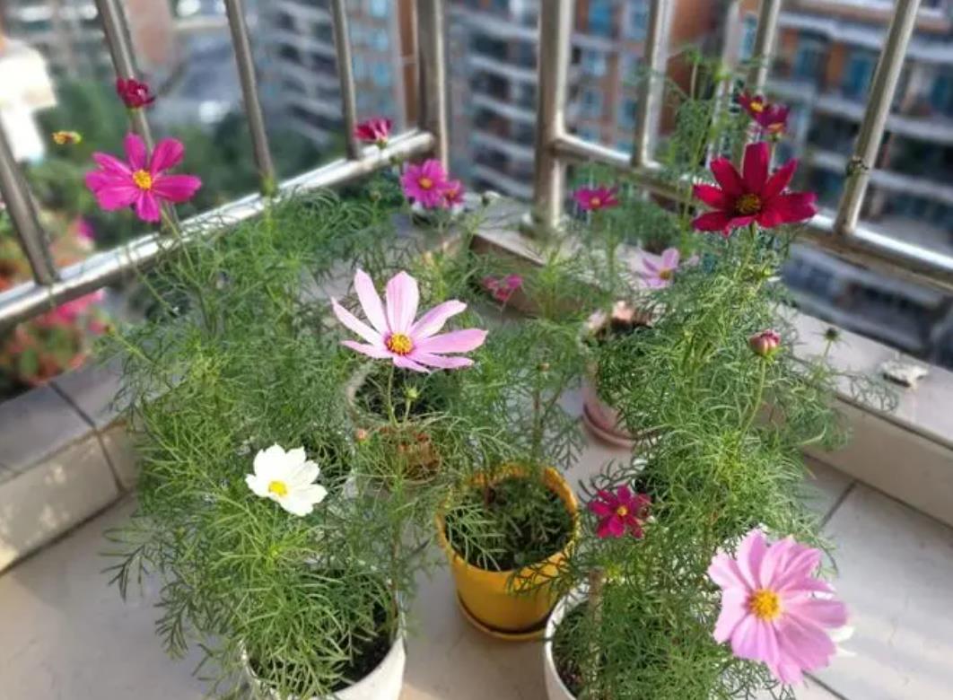 格桑花有香味吗,阳台种植怎么养护?