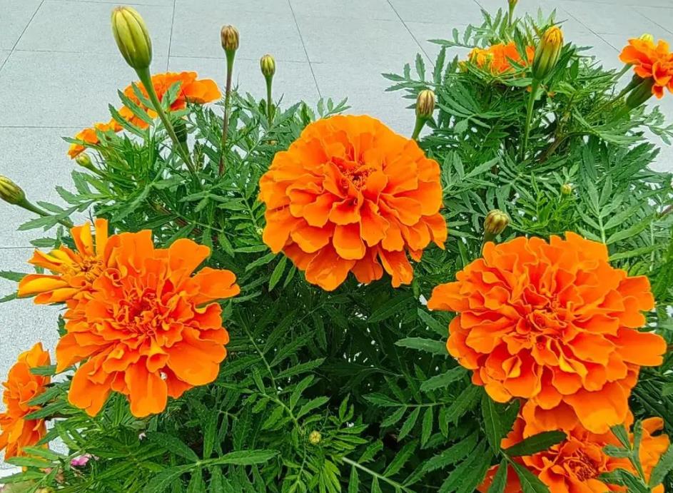 万寿花怎么养,室内养殖风水好吗?