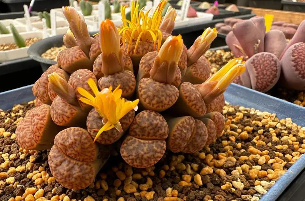 生石花能长多高?