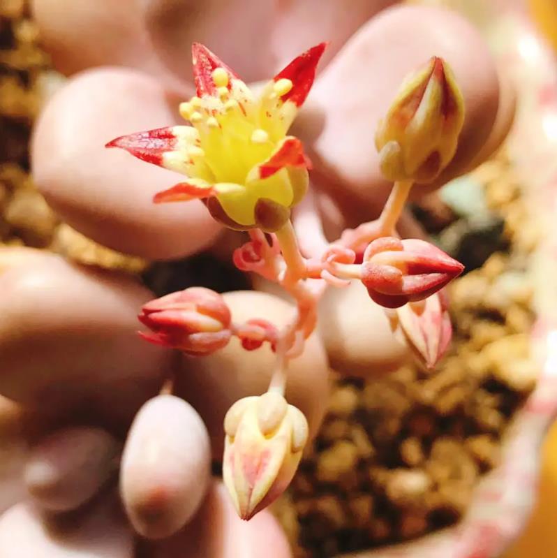 桃之卵多肉什么时候开花?养护技巧助你轻松赏花。