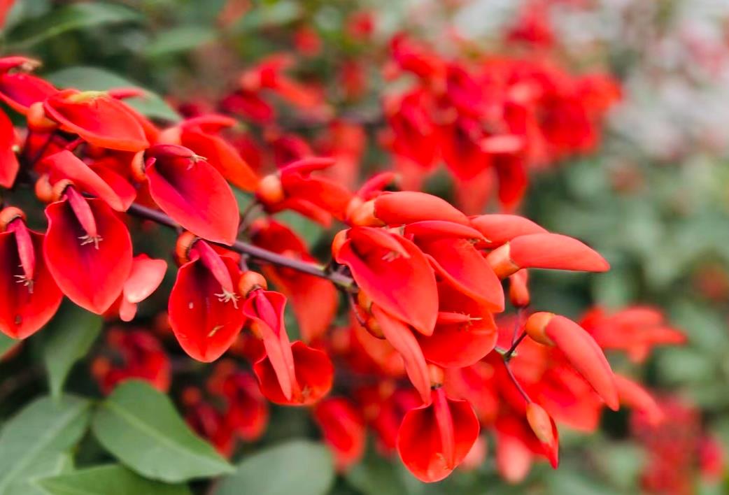 龙牙花长什么样子,庭院怎么养殖?
