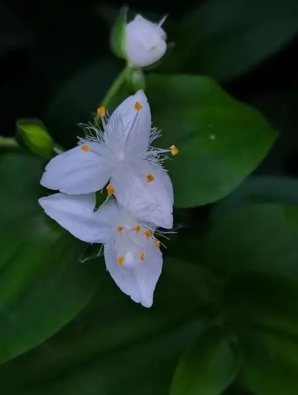 白花紫露草长什么样子,室内怎么养殖?