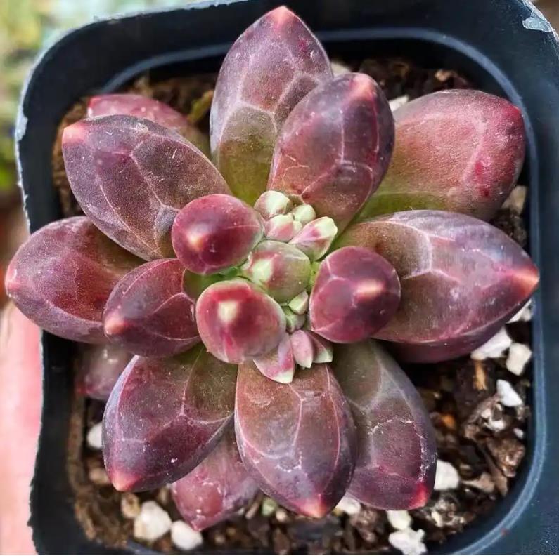 千代田之松是什么花卉植物,适合室内养殖吗?