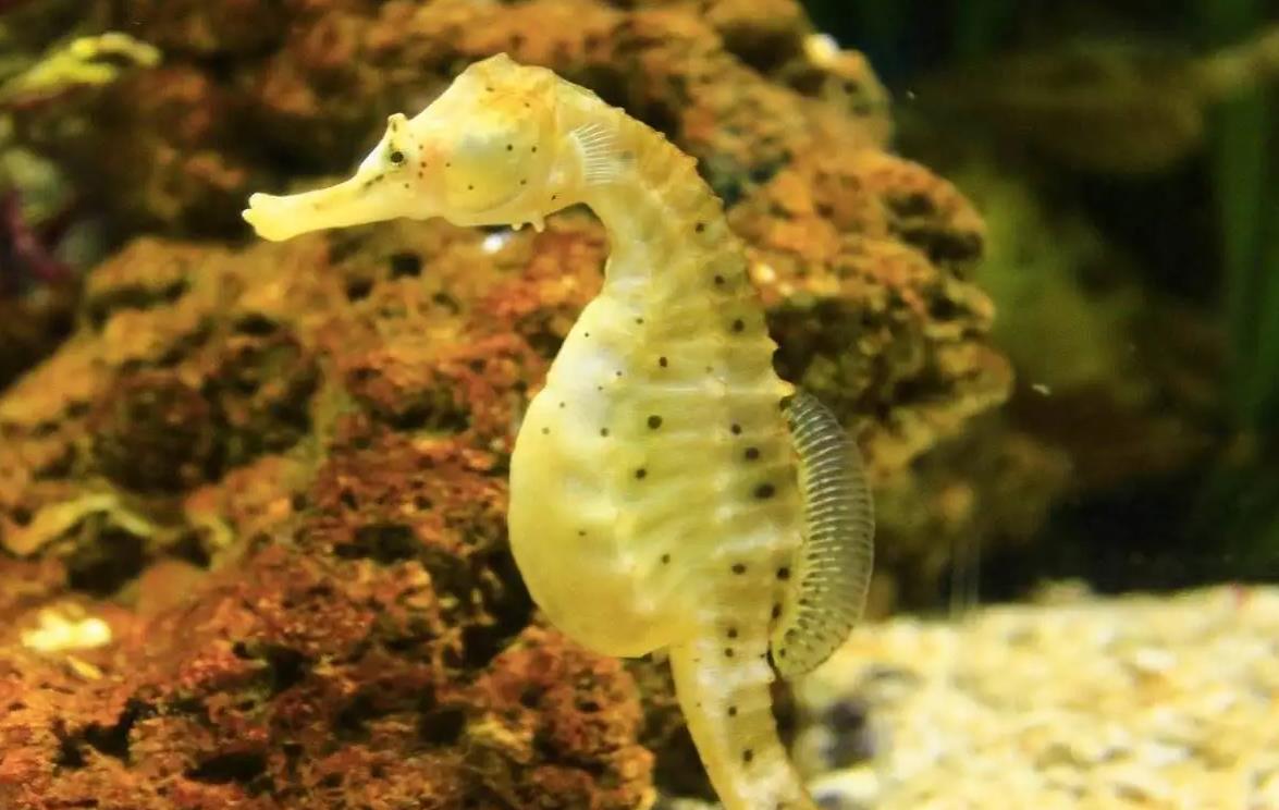 探索海海洋中的神秘生物,感受海马的多样魅力