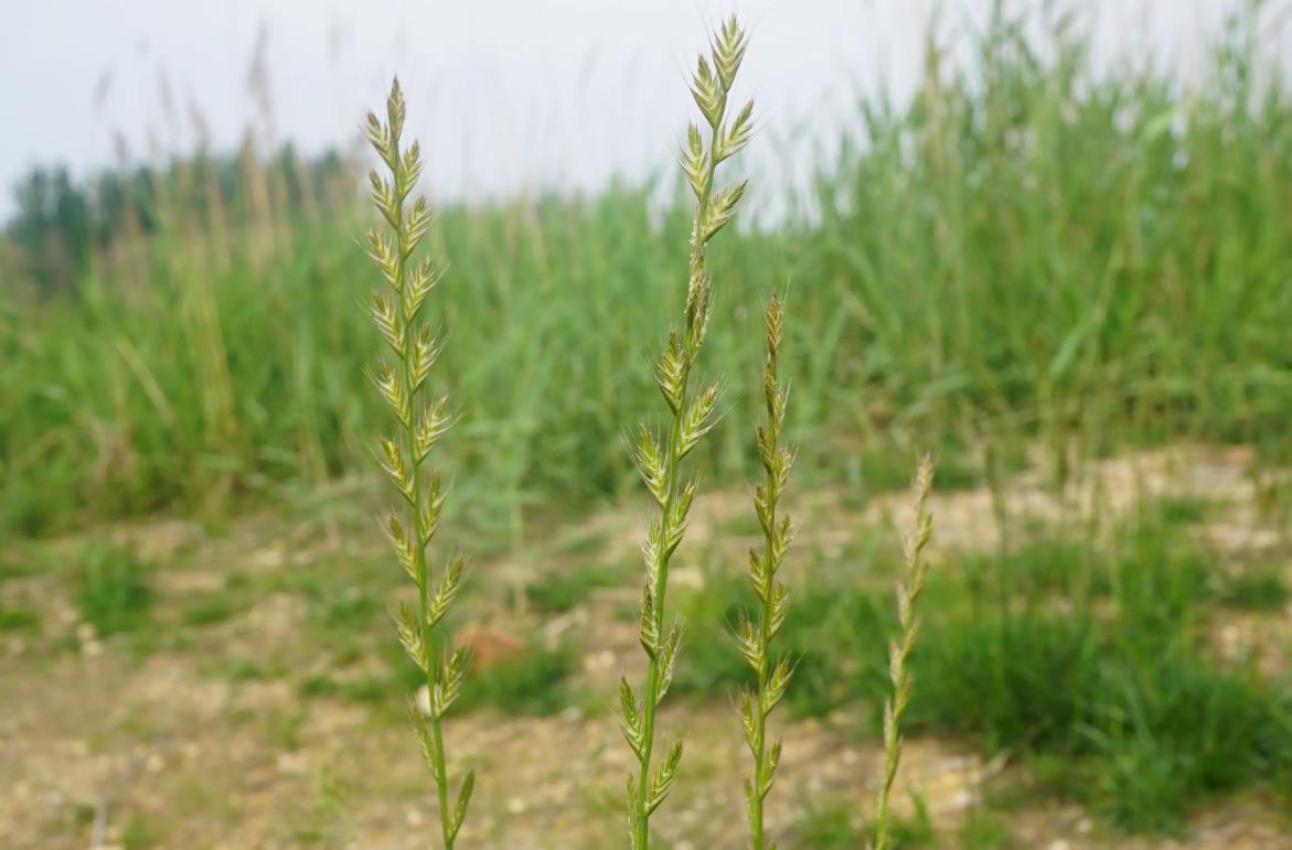 欧黑麦草是入侵植物吗,有什么价值和危害?