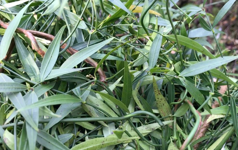 风藤草生长在野外哪些地方,有什么价值用途