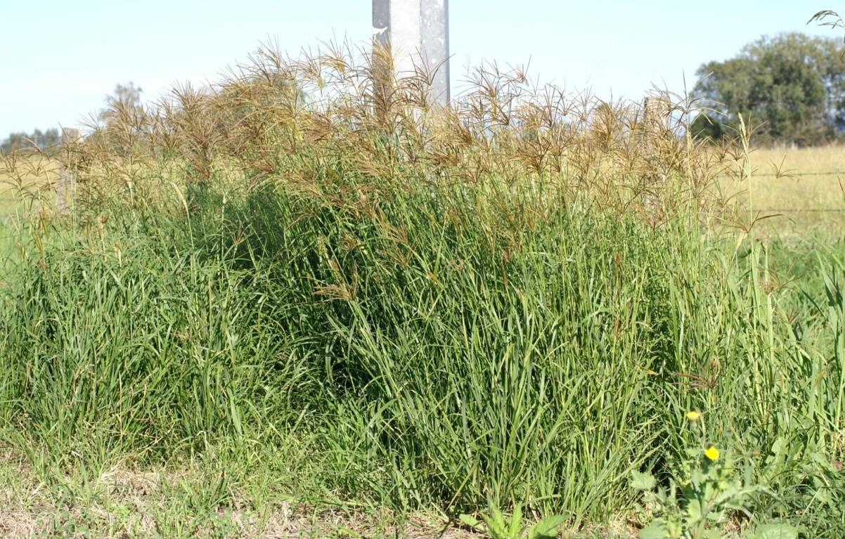 非洲虎尾草是入侵植物吗,有什么价值和危害?
