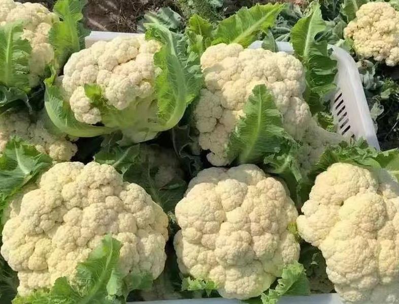 新鲜富硒菜花全国批发2024年10月24日最新价格信息及行情走势