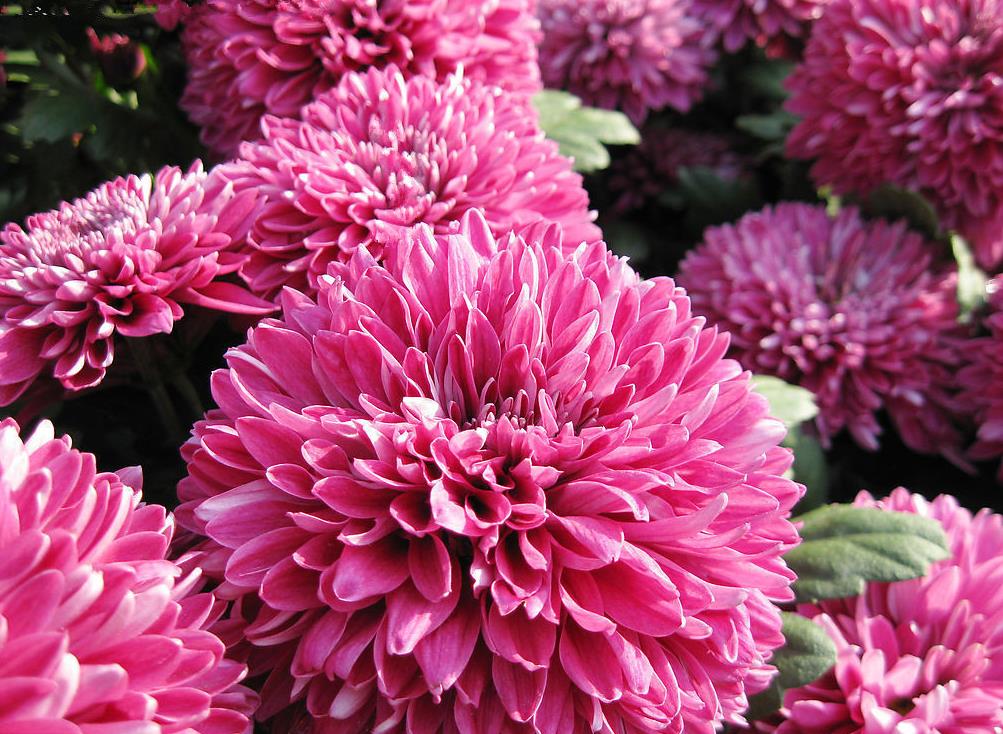 管状花亚科花卉大观:品种繁多,特色鲜明