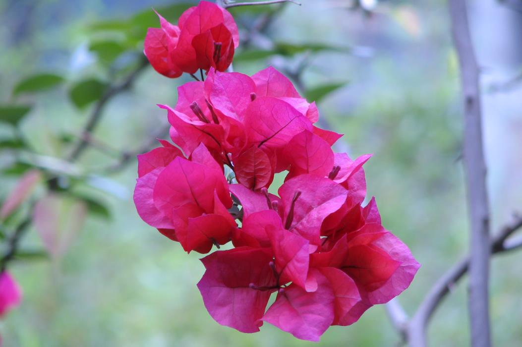 叶子花是什么类花卉,有哪些特点?