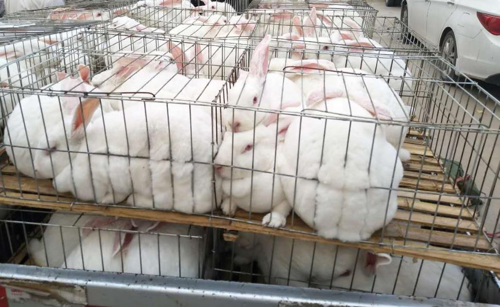 秋冬季节肉兔养殖宝典：保暖、营养与疾病预防策略
