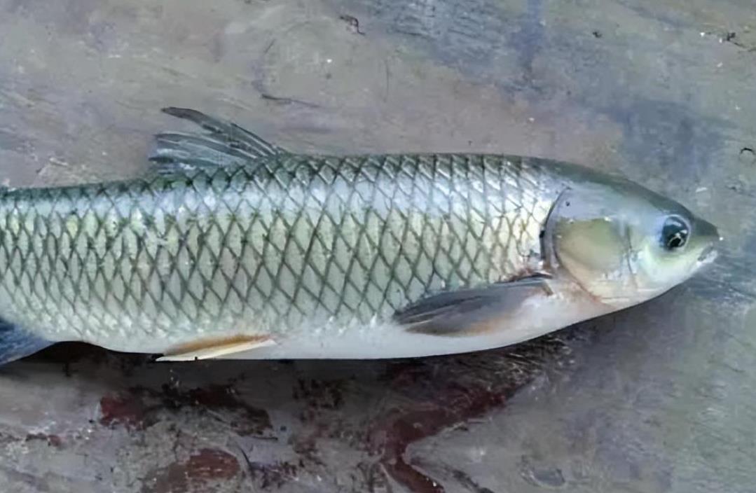 鲥鱼是海鱼还是河鱼,人工养殖效益怎么样?