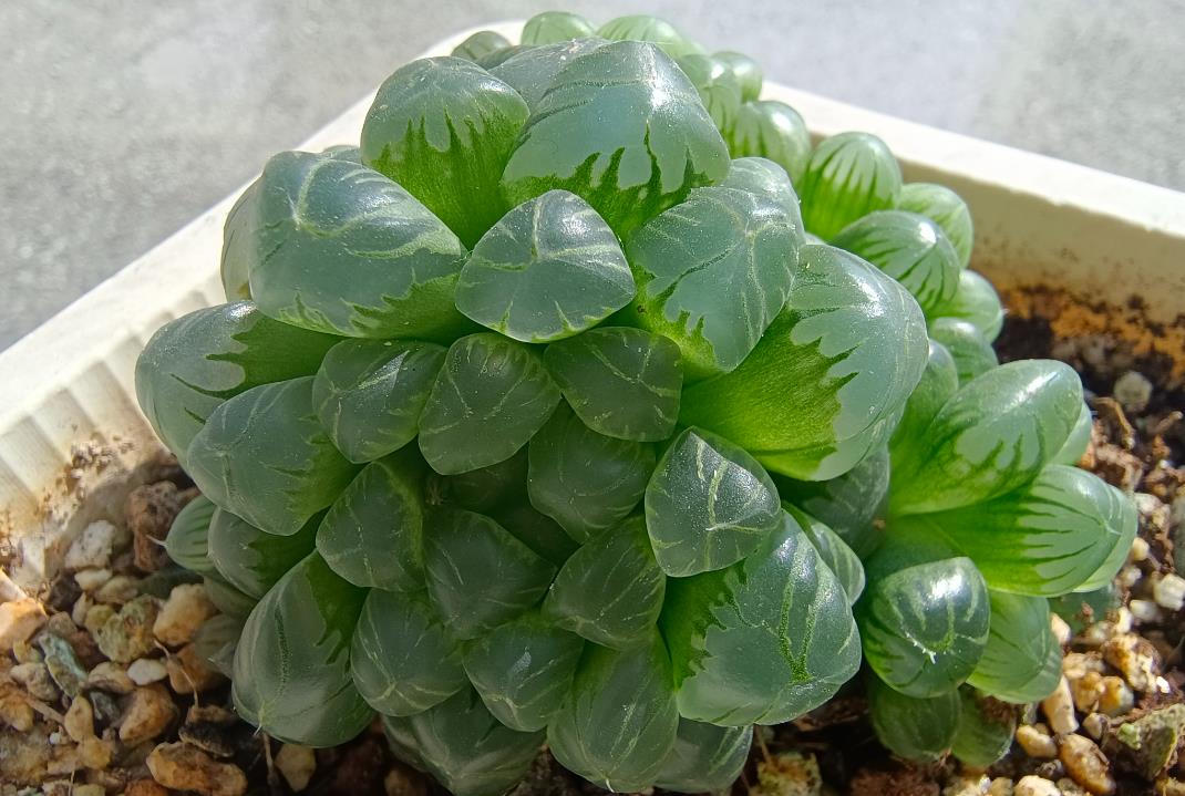 姬玉露有香味吗,冬季可以放室外吗?