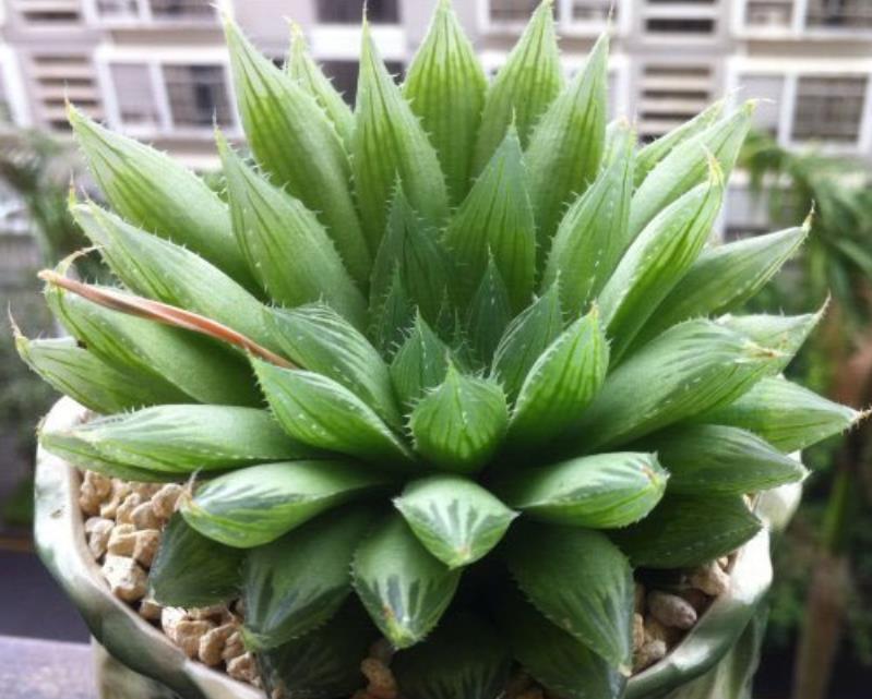 三角琉璃莲是晶莹剔透的多肉珍品,室内养殖攻略分享