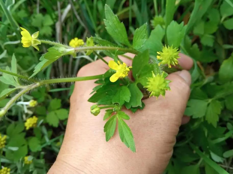 田野毛茛是入侵植物吗,有什么危害和用途