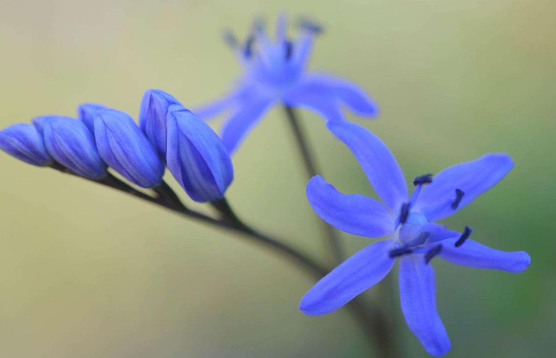 <b>蓝钟花的花语与寓意：感恩、诚实与祝福的象征</b>
