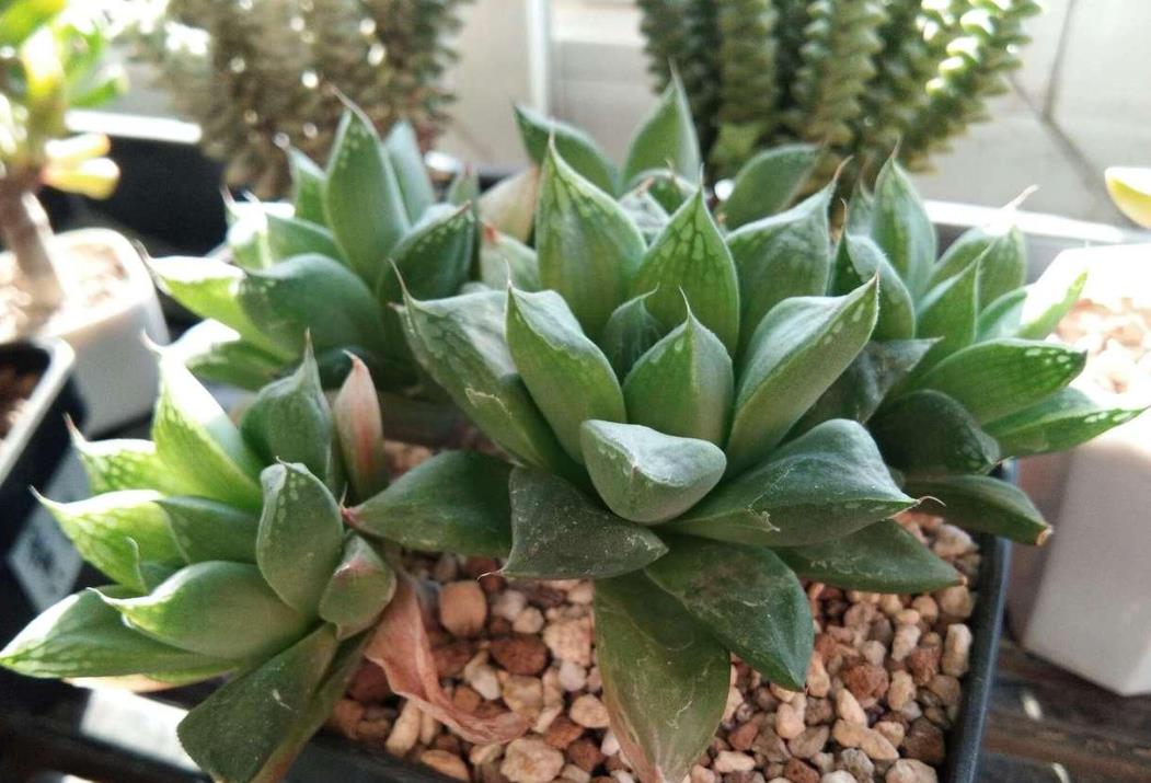 草水晶有毒吗,适合室内养殖吗