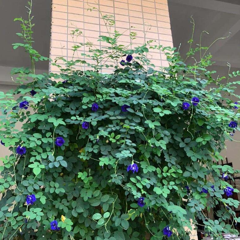 蝶豆花什么时候开花,庭院怎么种植?