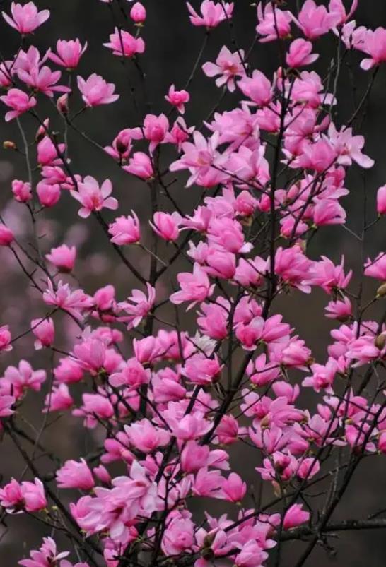 红霞玉兰花有什么特点,庭院怎么种植养护?