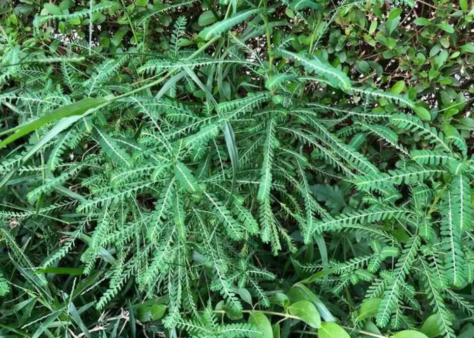 田菁是入侵植物吗，有什么特点和用途？