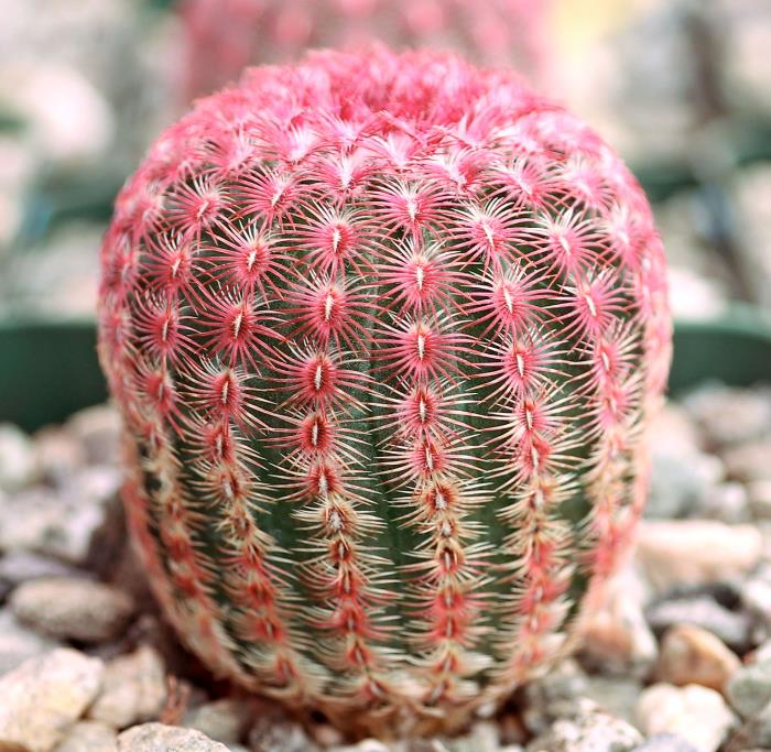 阳盛球是什么植物,冬天好养吗?
