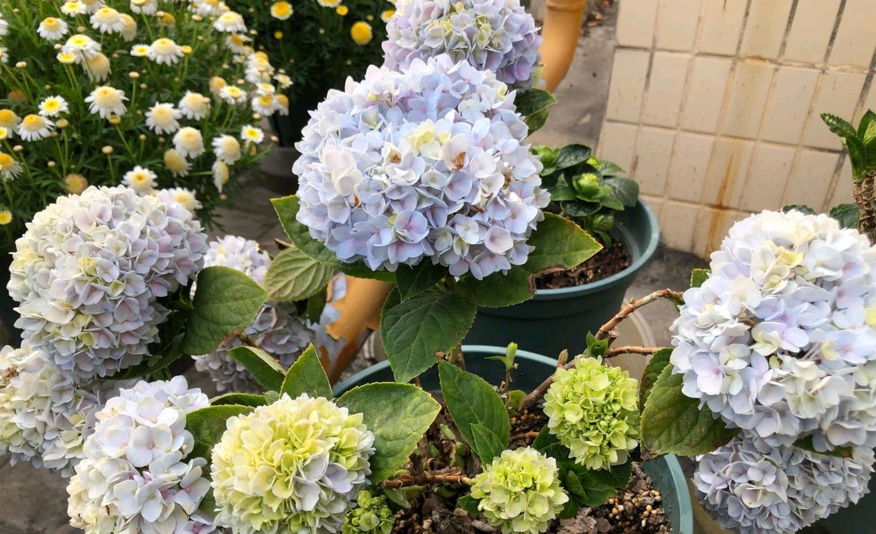 草绣球是什么花卉植物,冬天怎么养护?