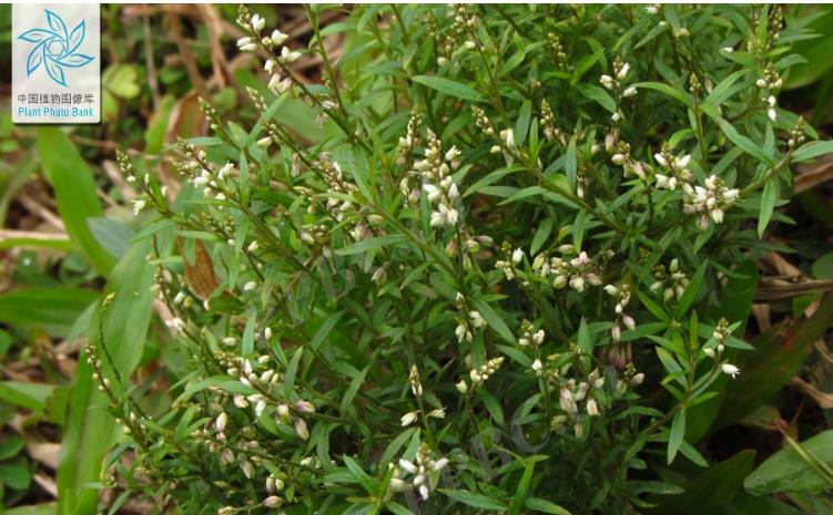 圆锥花远志是什么植物,有什么别名?