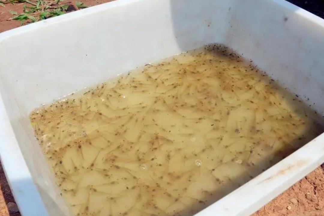 南美对虾育苗技术指南:掌握关键步骤,提高养殖成功率