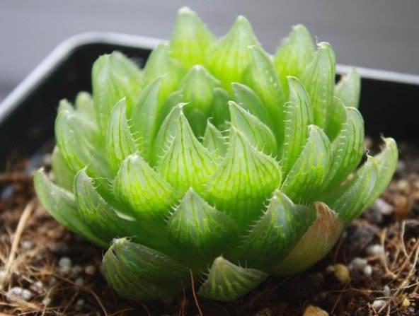 樱水晶有毒吗，适合小朋友养殖吗？