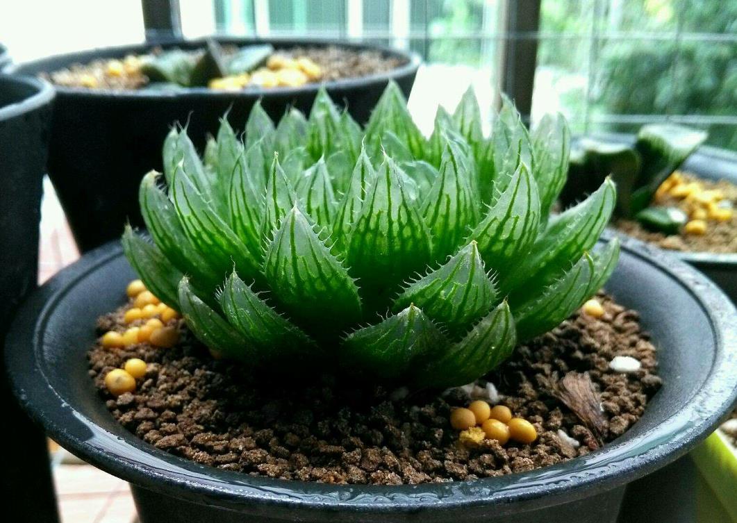 樱水晶有毒吗,适合小朋友养殖吗?
