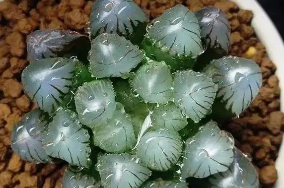 圆头玉露会开花吗，有哪些养护技巧？