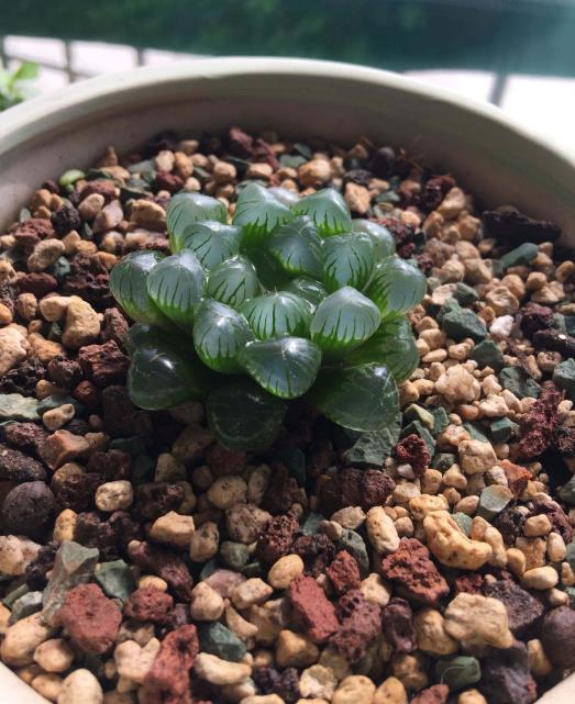 圆头玉露会开花吗,有哪些养护技巧?
