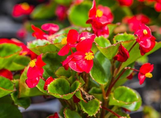 冬季室内赏花：四季秋海棠的养护与开花指南