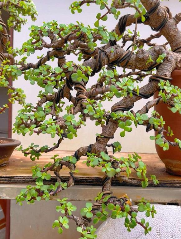 金枝玉叶是什么花卉植物,养殖生长环境是什么?