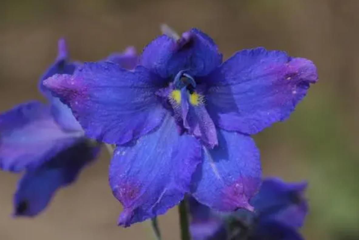 翠雀花长什么样，适合在室内盆栽种植吗？