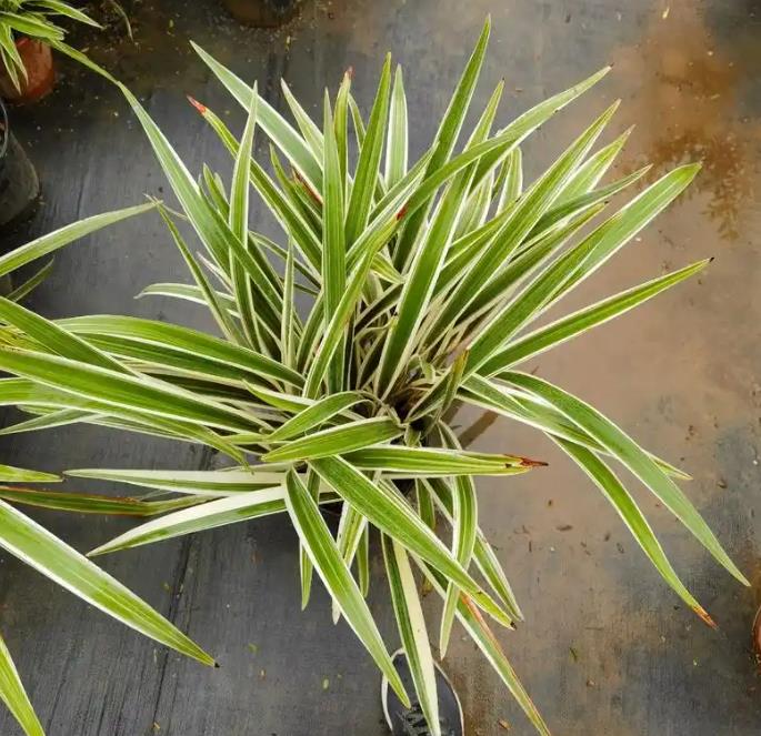 山菅兰是什么花卉,冬天怕冻吗?