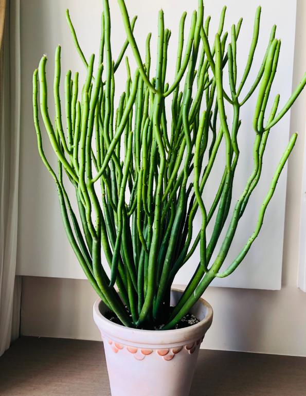 绿玉树是什么花卉植物,能在室内养殖吗?