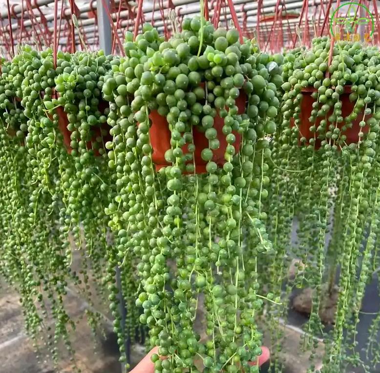 佛珠多肉有什么特点,冬天怕冻吗?