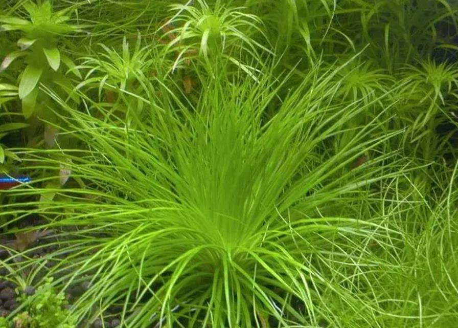 太阳草是什么花卉植物,室内可以养殖吗?