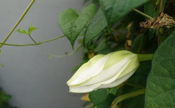 月光花长什么样子，什么时候开花？