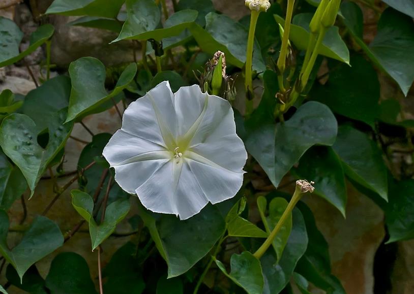 月光花长什么样子，什么时候开花？