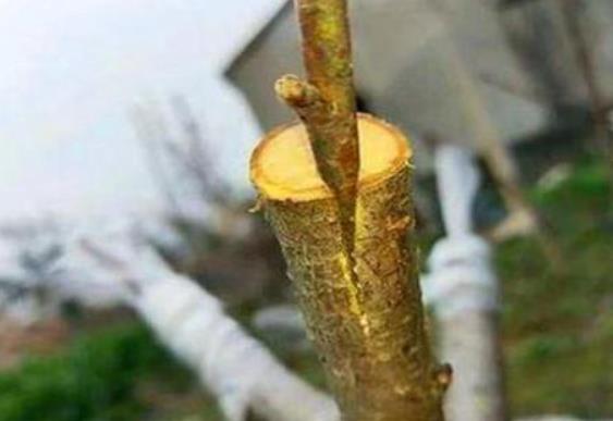 李子树嫁接秘籍-掌握正确方法，培育优质果树